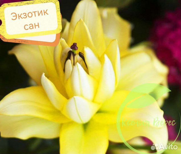 Сортовые пионы и лилии