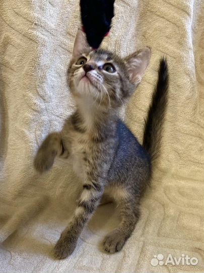 Котенок по имени 