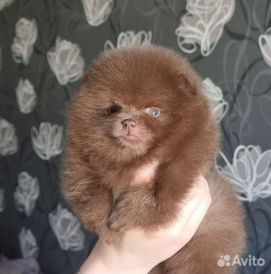 Шпицуля миник