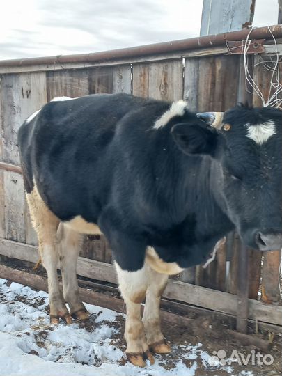 Бык.овечки и бараны
