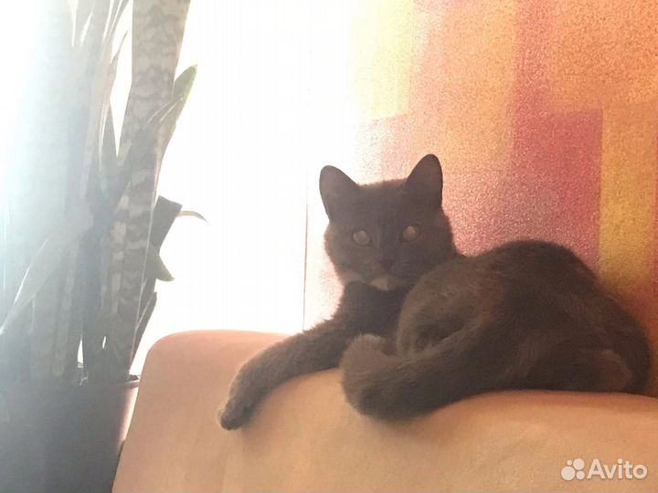 Кошка британка помесь