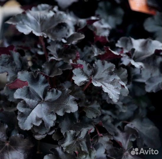 Гейхера Блек Перл