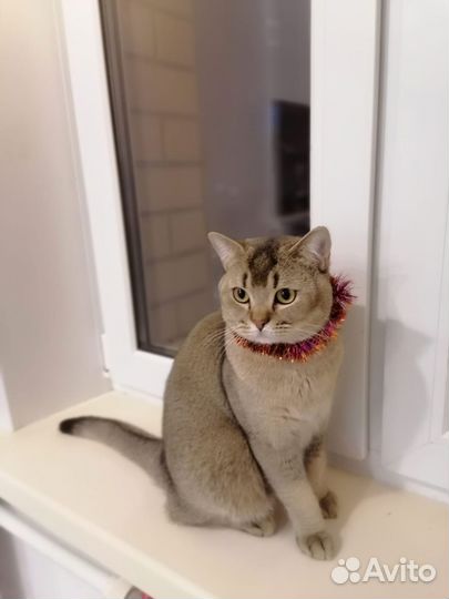 Кот шотландец