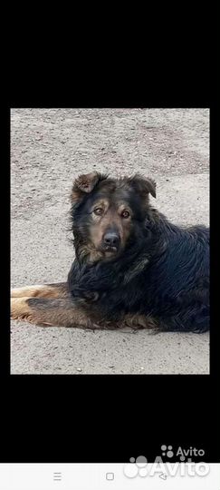 Собака в добрые руки