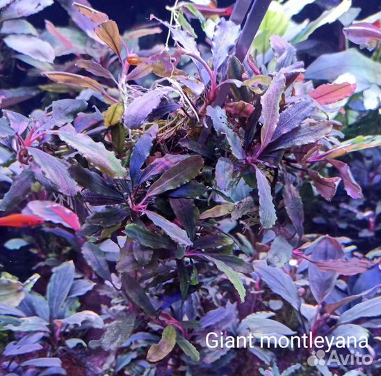 Буцефаландры