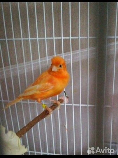Продам канареек
