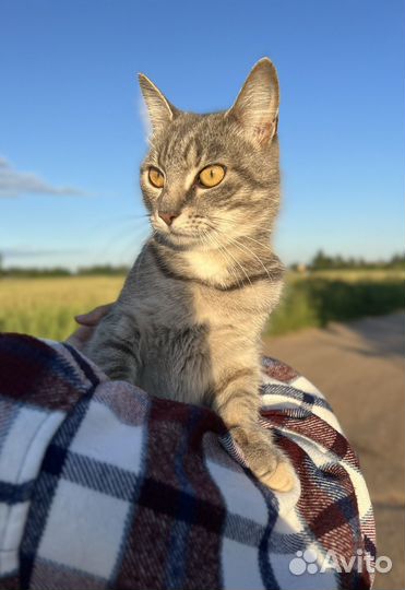 Кошка в добрые руки