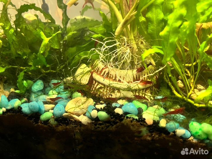 Аквариумные креветки