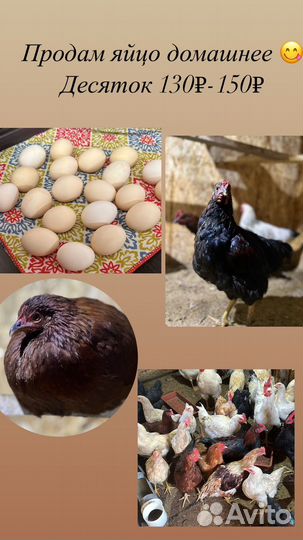 Домашние куриные яйца