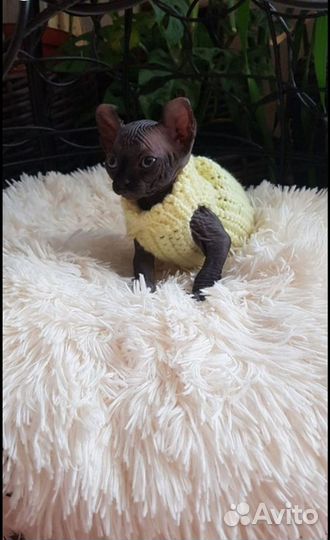 Канадский сфинкс