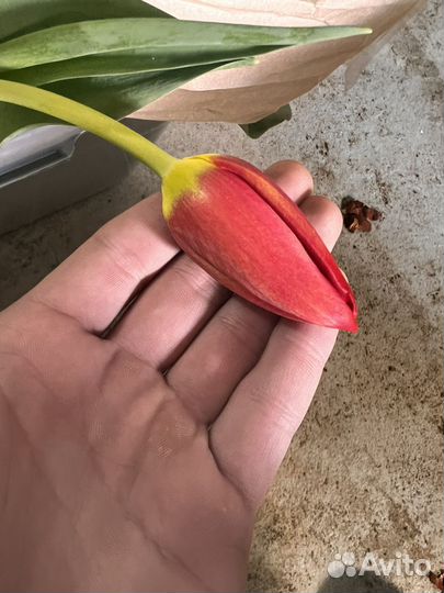 Гигантские тюльпаны Сочи на луке (реальные фото)