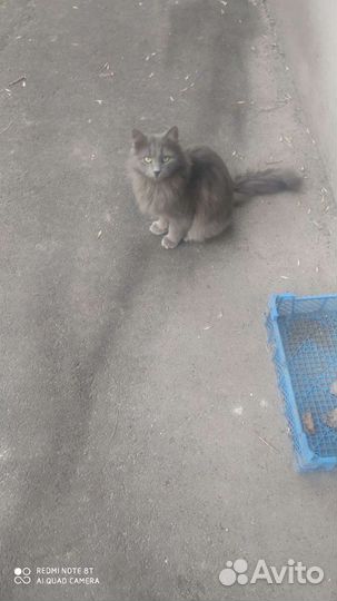 Кот