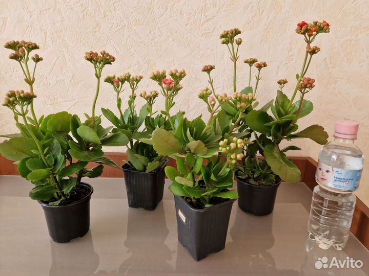 Каланхоэ цветущий