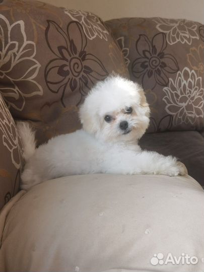 Щенки бишон фризе мини