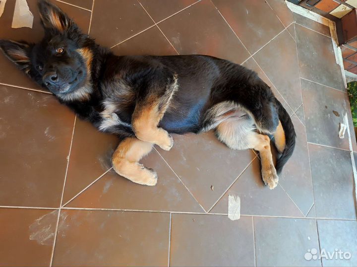 Немецкая овчарка