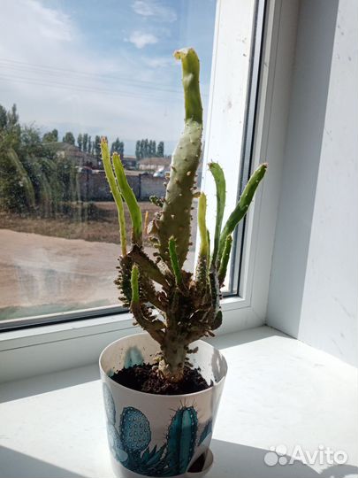 Кактусы разные