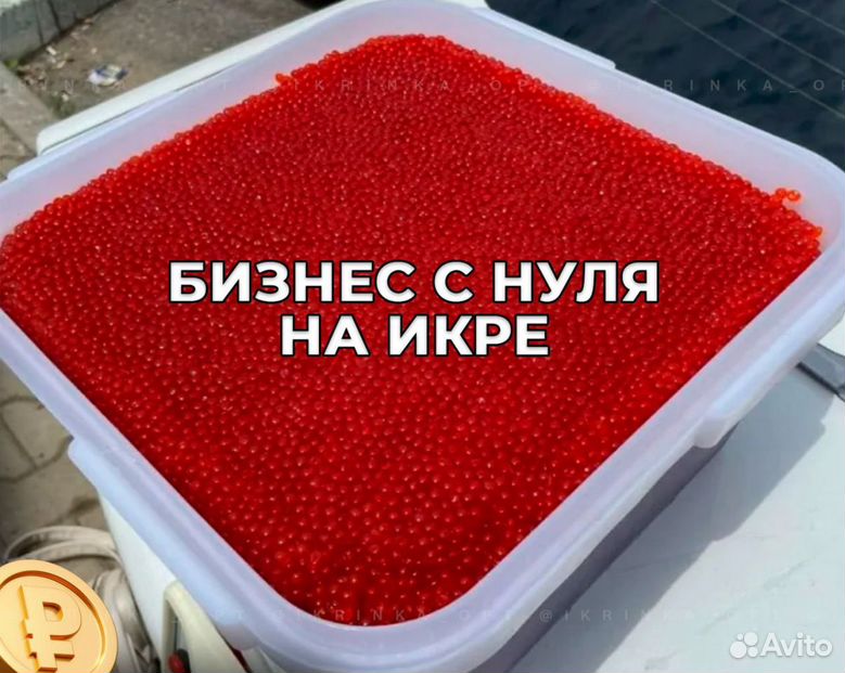 Магазин на красной икре с нуля