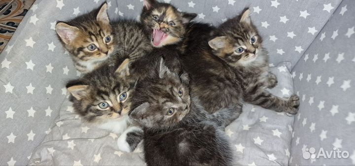 Котята британские