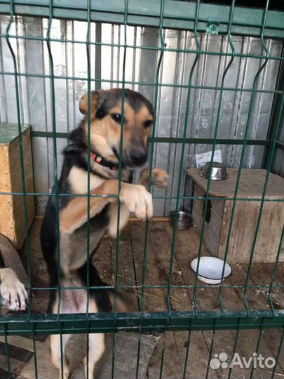 Молоденькая собачка