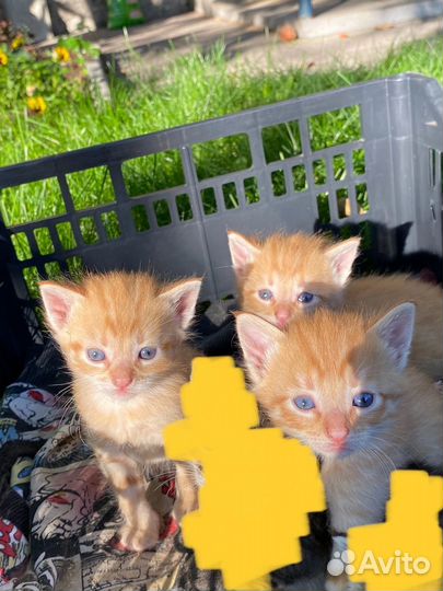 Котята