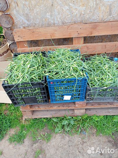 Чесночные стрелки