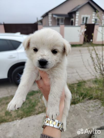 Щенок в добрые руки бесплатно
