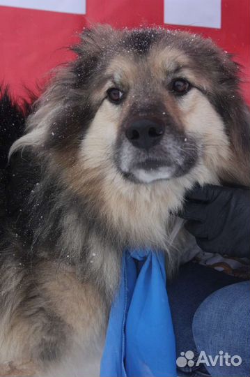 Пушистик Барон ищет семью