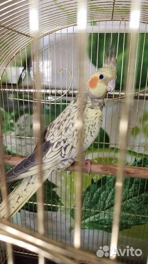 Попугай Корелла птенцы