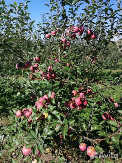 Яблоки флорина