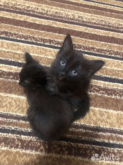 Котята в добрые руки бесплатно