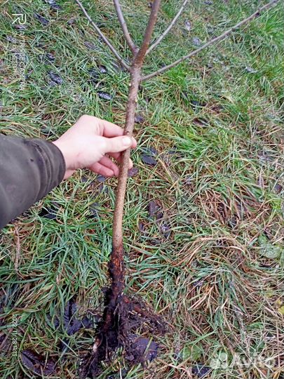 Курские саженцы (не южные)