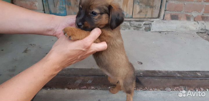 Щенки бесплатно