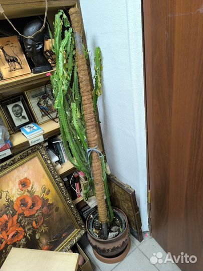 Кактус в горшке