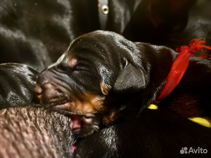 Щенки добермана