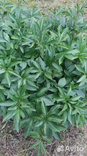 Пион белый махровый