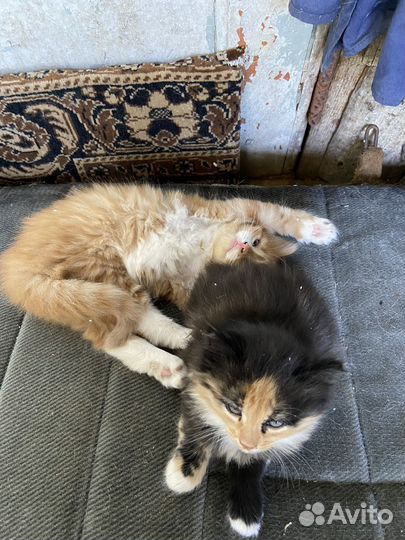 Котята