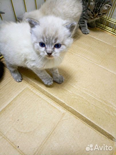 Милые котята