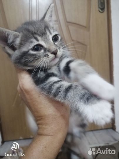 Котятя британцы
