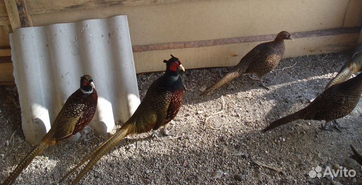 Продам семьи фазанов