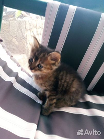 Котята в добрые руки бесплатно