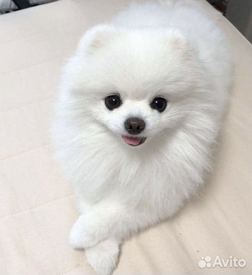 Шпиц micro Корея