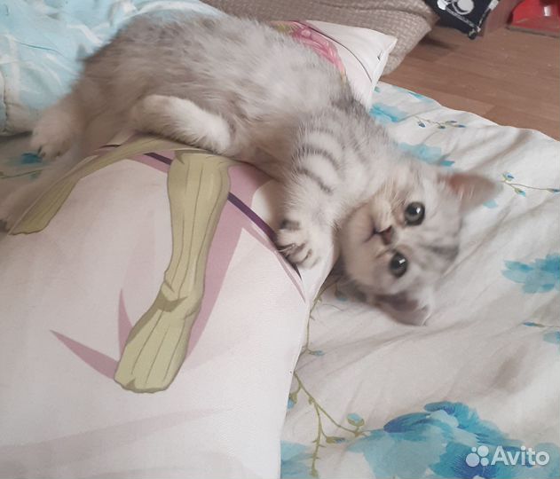 Британский Котенок