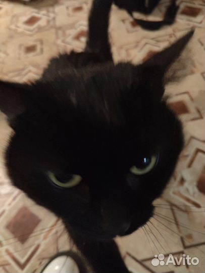 Отдам кота в добрые руки