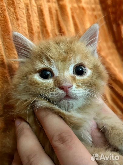 Котенок в добрые руки