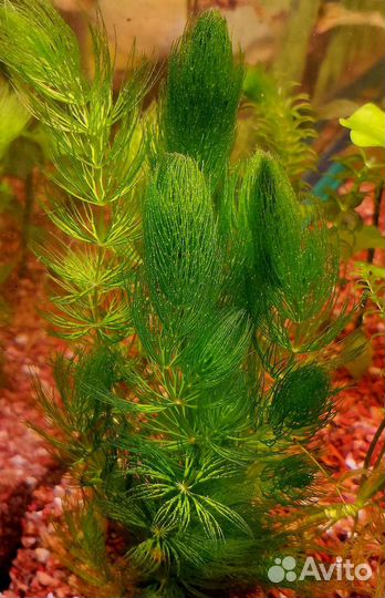 Растения для аквариума