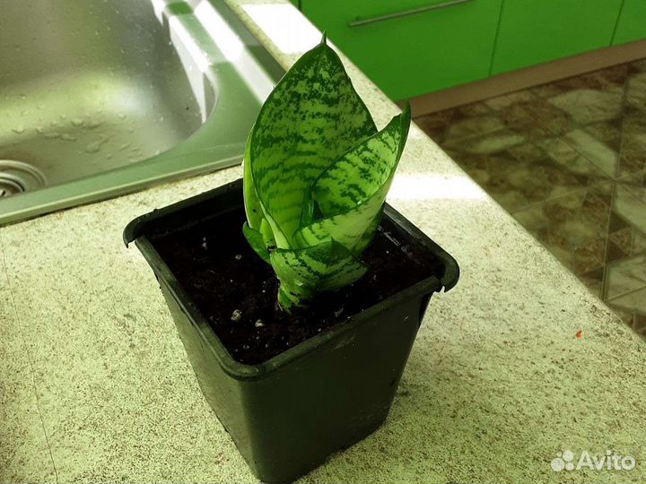 Сансевиерия Ханни, зеленика