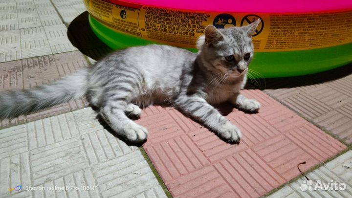 Кошечка в Добрые руки