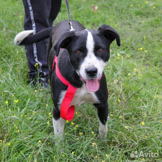 Метис питбуля