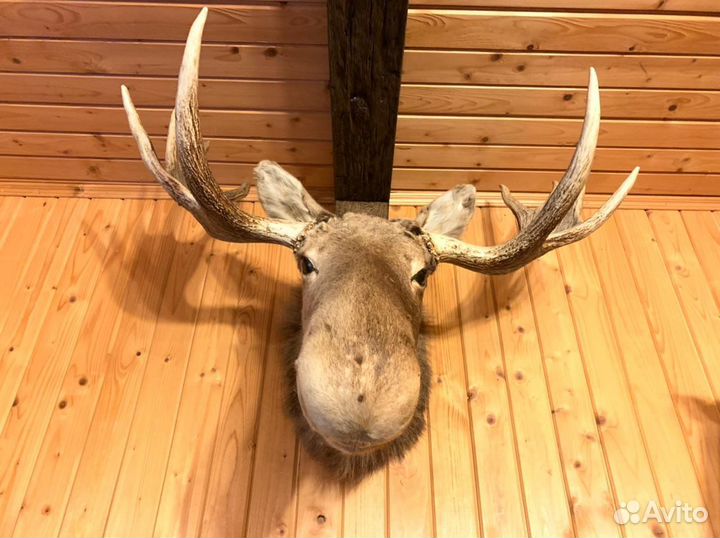 Чучело головы лося