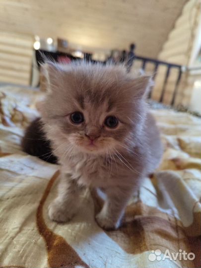 Персидские котята